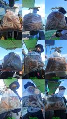 [사천] 7일 소수인원 원도권 굵직한 돌문어 조황 ( 9일 출조확정.2자… 사진