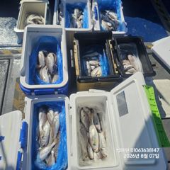 무창포 백조기 No.1 " 프로낚시 " 8. 7( 금 )<<<<< 빅 마 린 >>>>> 백조기 조황보고... 사진