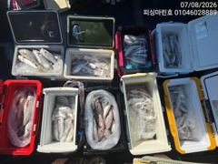 [백조기조황] 8/7 백조기 조황 사진