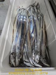 실시간 ㅡ내만칼치. 여기저기서 올라오네요 (토/일 ㅡ예약가능) 사진