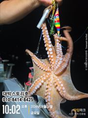 [통영] 사량도 돌문어 야간낚시~덩치급 kkk 사진