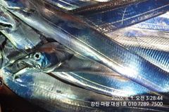 전국최초로 좌석지정예약시행!!!갈치선사중 최대규모 최대간격 강진마량대성1호로 오세요 사진