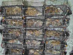 [진해] 7일야간문어대박~1.8K외 여밭에서먹폭 (일,월,화~쭉예약가능 사진