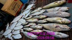 오늘의 조황 - 8월8일! 12분조사님들! 최종조황! - 군산 탑피싱,배낚시,바다낚시 사진