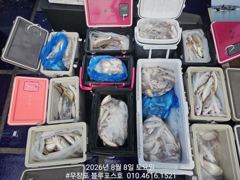 [백조기조황] 8/8 백조기 조황 사진
