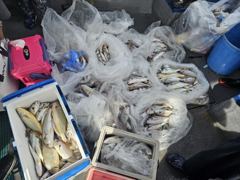 [백조기조황] 8/8 백조기 조황 사진