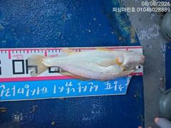 8/8 백조기 35cm 사진