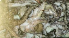 문어 야간 출조 조항이 살아나고 있습니다 사진