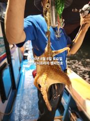 8/8일, 야간에 낚이는  군산문어~문어 본격시즌~실시간~ "생미끼, 민어,농어,광어 8월 평일~선비 빅이벤트(선비8만)"~~군산 챔피언호 사진