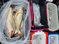 백조기조황 - 8/8 백조기조황 - 무창포 수지호 수지배낚시 사진