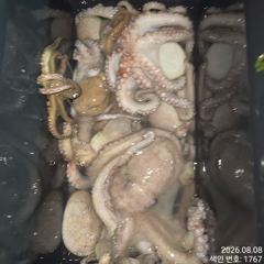 8일.터질듯 올라와 마리수 잡고온 Kg급 야간~돌문어 마리수 잡으러 출조  갑니다@ 오늘~예약가능 사진