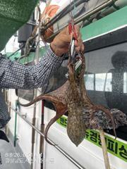 다음주 돌문어 출조합니다 자리여유 주말도 자리여유 사진