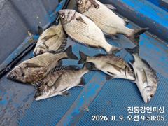 [마산] 진동 강인피싱 오늘 감성돔 선장짬낚시 사진