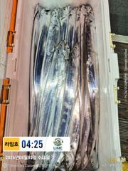 (통영라임호)  8열13일부터나갑니다! 연락주세요01023004931 사진