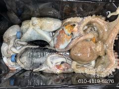8월 9일 문어 조황입니다. 사진