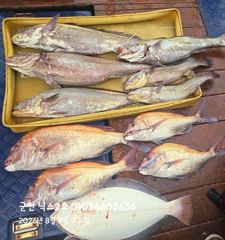오늘의조황 - 8.9 닉스2호 참돔타이라바조황 민어~참돔~ - 군산 닉스호,배낚시 및 바다낚시 전문 사진