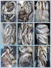 [무창포아파치호] 8월9일(일), 오늘도 왕백조기와 부세들로 손맛보고 왔습니다~ㅎㅎ 주중, 주말 인원수 상관없이 매일 출조. 전화주세요~ 010-8422-0866.
