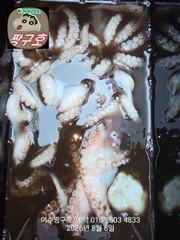 여수 짱구호  8월6일(목) 총156수(장원21수) 문어 조황 사진