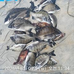 삼천포 내만권 감성돔 사진
