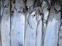 아이비호/태풍후 대갈치공략!!목금 일월 자리텅텅 황제낚시!!쿨러만땅 출동 연휴 바다나들이~ 사진