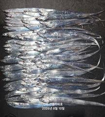 10일,입항<내만갈치>1타1피 재밌게 잡고!오늘 월,화,수~예약중 사진