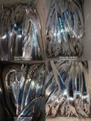 마산 내만갈치 오늘 예약가능 자리여유 사진