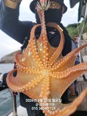 8/10일, 밤에 낚이는 군산문어~문어 본격시즌~굿굿~ "생미끼, 민어,농어,광어 8월 평일~선비 빅이벤트(선비8만)"~~군산 포세이돈호 사진