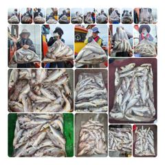 조황정보 - 8윌11일짱구투호 백조기사이즈굿~~ - 영흥도 짱구낚시 사진