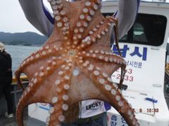 야간+오전 대왕돌문어1.4K..밤12시출발,낮12시입항..13일(목)부터 계속출발합니다. 사진