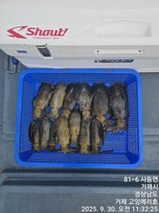 [거제] (무늬오징어)팁런에 반응 시즌 OPEN~고잉메리호 달립니다(13…