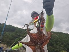 오늘 쫘~쫙악 달라붙어 올라오는 굵고 묵직한 야간~돌문어 잡으러 출조 갑니다@ 오늘~예약가능 사진