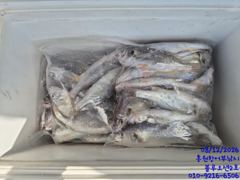 오늘의조황 - 8/12 블루오션2호 백조기&amp;부세 조황!! 최대어 34cm!! - 홍원항 어부낚시 사진