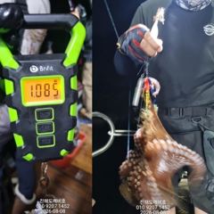 야간돌문어 히트히트 내일 목요일 예약가능합니다 사진