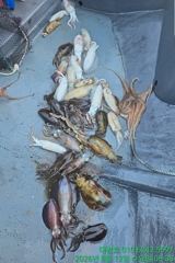(무늬오징어)13일 팁런 첫출조~개체수 확인 대박 예감~대양호 사진