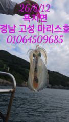 [고성] 수요일 무늬오징어 실시간조황 사진