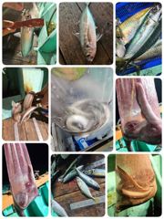 포항 장어낚시 전갱이고등어도히트 이번주 금요일부터 모집중입니다