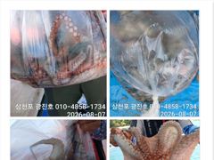 [사천] 문어출조,15,16,17,쭉~자리여유 예약가능 사진