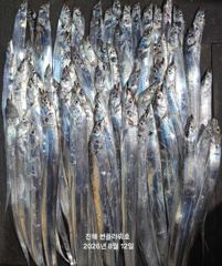 12일,입항<내만 갈치>갈치사냥gogo~오늘 수,목,금~예약중 사진