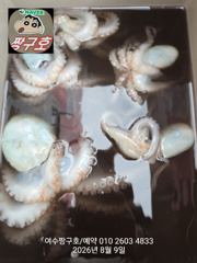 여수 짱구호  8월9일(일) k문어 조황 사진