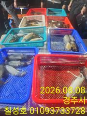 칠성3호 무늬오징어 조황입니다! 사진