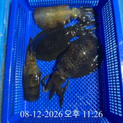 [ 무늬 팁런 ] 통영 내만권에도 무늬 활성도 좋아요 사진