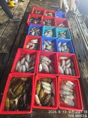 거제 새바다호 수요일밤 야간 무늬오징어 팁런 160수 잡고 왔읍니다