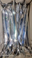 구산면 썬피싱 ㅡ 내만갈치 조황! 사진
