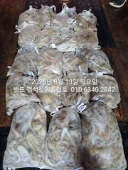12일 홈런호 야간문어 장원22수 두족류 전문 언제나 굿조황 마무리 합니다 사진