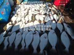 8월12일, 군산 범고래호 생미끼 다잡아 광어,우럭,농어 등 초대박 조황~8월 평일 선비 8만원 이벤트~ 사진