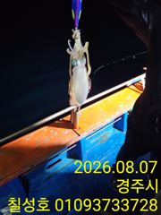 감포 무늬오징어 금요일부터 출항합니다 사진