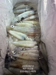 제주 어신호" 8월 12일 야간 한치 조황