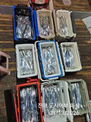 13일새벽 내만갈치 큰놈 잔놈 막 올라와요~!! 오늘 예약가능