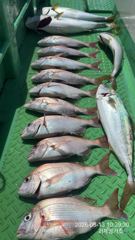 참돔흘림 연일 대물 떼고기 조황 믿고보는 짱가호에서~!! 예약가능 사진
