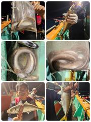포항 장어조황고등어전갱이도같이 히트 내일금 토일월 모집중입니다